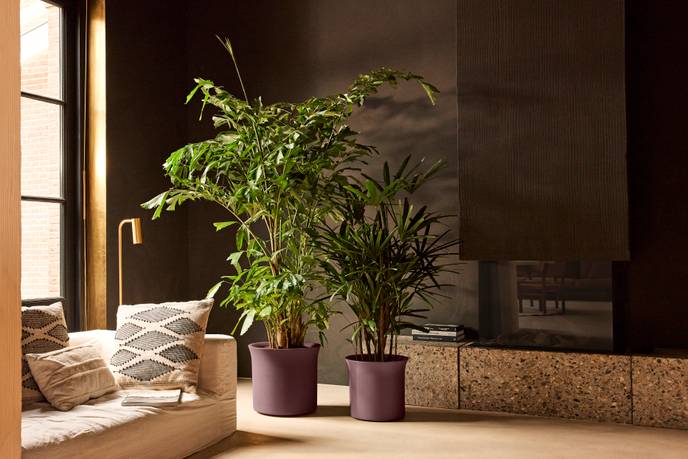 june tulip 40cm vintage pruim